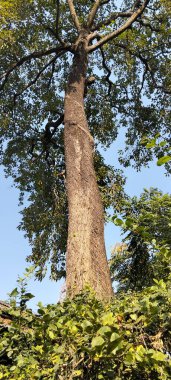 Parlak mavi bir gökyüzüne uzanan dalları olan dev antik bir ağaç gövdesine yakın çekim.