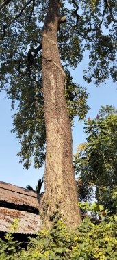 Parlak mavi bir gökyüzüne uzanan dalları olan dev antik bir ağaç gövdesine yakın çekim.