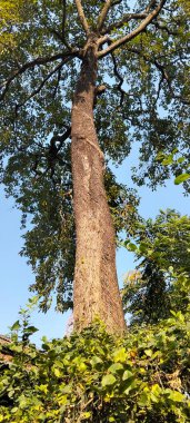Parlak mavi bir gökyüzüne uzanan dalları olan dev antik bir ağaç gövdesine yakın çekim.