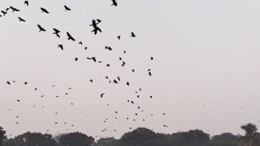 Göç sırasında açık havada uçan ve yükselen büyük kuş sürüsü..