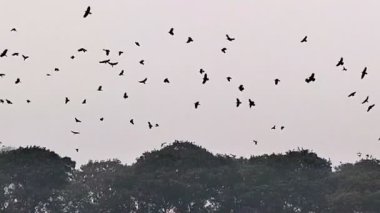 Göç sırasında açık havada uçan ve yükselen büyük kuş sürüsü..
