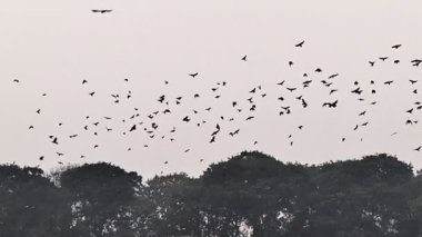Göç sırasında açık havada uçan ve yükselen büyük kuş sürüsü..