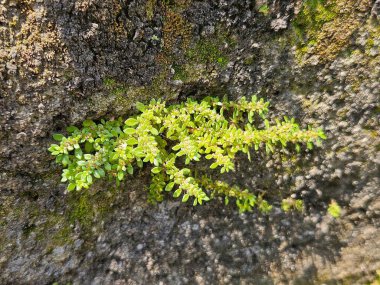 Close-up of vibrant green plant growing on a textured rock surface
