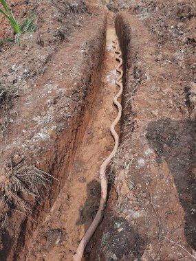 Yeryüzündeki dar bir siperde açığa çıkan uzun, dolambaçlı bir kök.