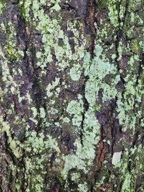 Yeşil liken ile kaplı ağaç kabuğuna yakın çekim, doku ve doğal desenleri gösterir.