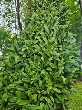 Parktaki ağaç gövdesinde yemyeşil bir bitki yetişiyor.