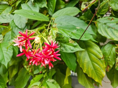 Canlı kırmızı ve pembe çiçeklerin yemyeşil yaprakların arasında açtığı yakın plan bir çekim.