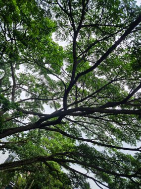 Parlak bir gökyüzüne karşı sayısız dalları ve yaprakları olan yemyeşil bir ağaç tepe örtüsünün detaylı bir görüntüsü..