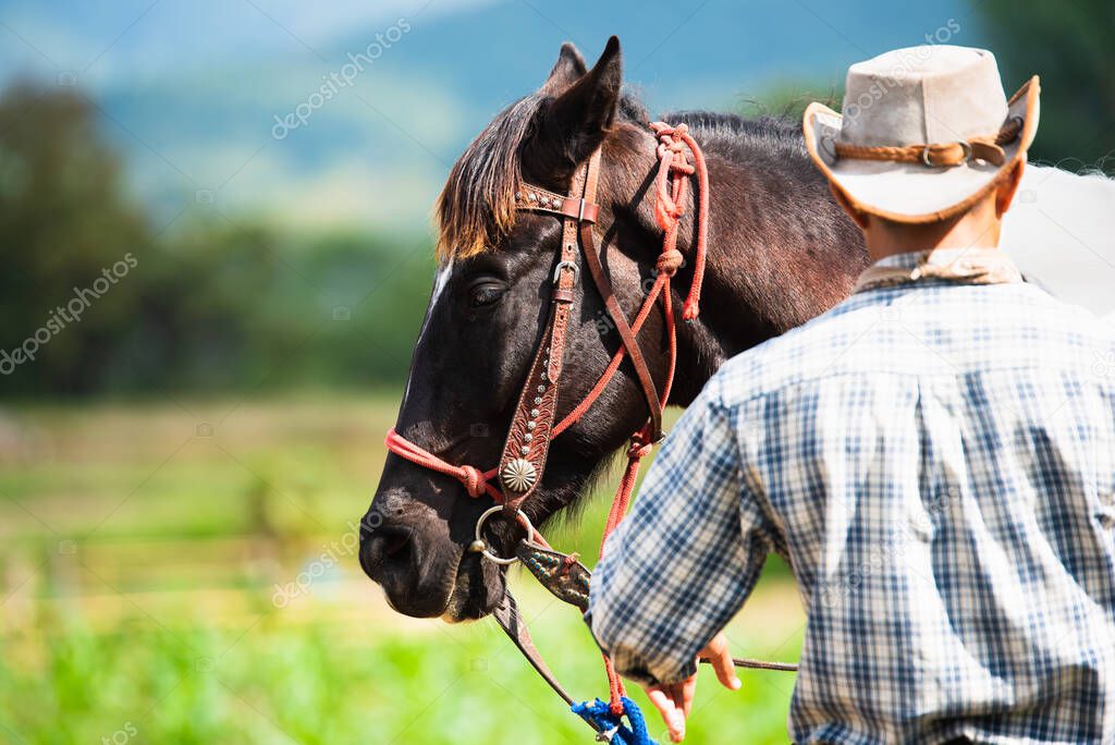 Cowboy in hat with a horse at farm, Horse harness,Shepherd and Farmer concept.