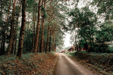 Çam ormanının ortasındaki kulübeye giden asfalt yolun soyut arka planı ve güzel doğa, Gezgin Yolculuğu, Doğa Duvar Kağıdı