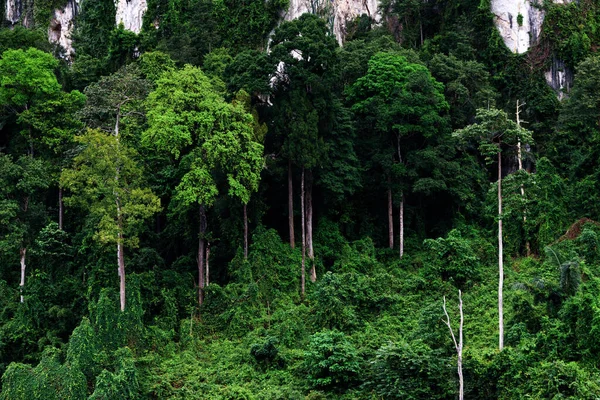 Dağdaki Yemyeşil Tropikal Yağmur Ormanlarının Doğası — Stok fotoğraf