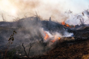 Alevler yanan çöpler çimenli ormana yayılırken duman hava kirliliği, hava kirliliği konsepti yayıyor. Şenlik ateşine odaklanıyorum..