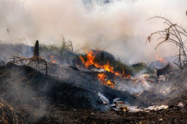 Alevler yanan çöpler çimenli ormana yayılırken duman hava kirliliği, hava kirliliği konsepti yayıyor. Şenlik ateşine odaklanıyorum..