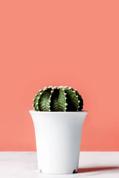 Gymnocalycium Friedrichii 2178 Cactus White Pots White Table Minimal Closeup — Zdjęcie stockowe