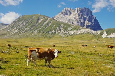 Gran Sasso, inek