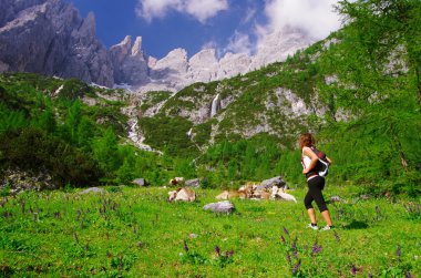 Trekking in Comelico: peaks, cows and waterfalls clipart