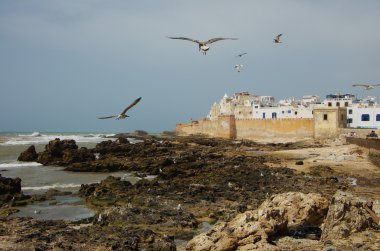 Essaouira duvarlar uçan martılar