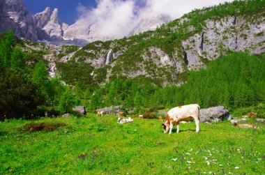 Comelico içinde trekking: tepeler, inek ve şelaleler