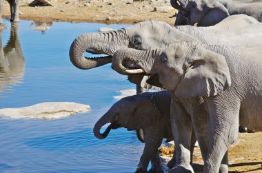 Group of elephants drinking at the waterhole clipart