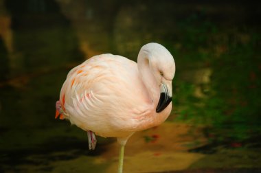 koyu arka plan üzerinde pembe flamingo