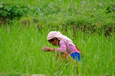 Pokhara, Np - yaklaşık Ağustos 2012 - kadın bir pirinç plantati çalışıyor.