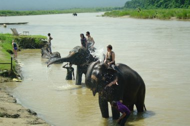 Chitwan, Np-Ağustos 2012 - fil üstünde bir adam banyo alır