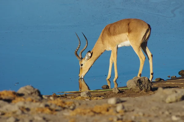 Gazelle bebiendo, parque Etosha —  Fotos de Stock