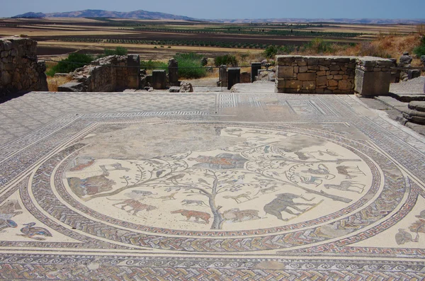 Mosaico en Volubilis, ruinas romanas —  Fotos de Stock