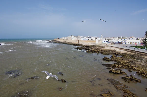 Gaviota volando a Essaouira — Foto de Stock