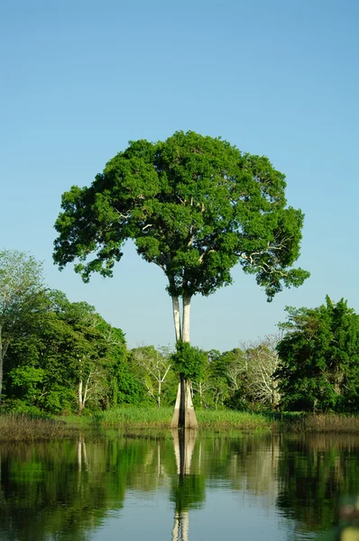 Yalnız ağaç üzerinde Amazon nehir