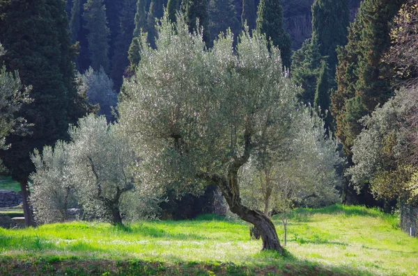 Olivenbaum, toskanische Landschaft — Stockfoto
