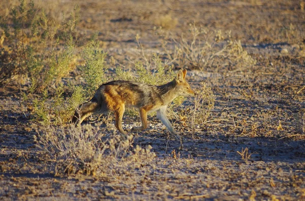 Jackal wandering in the savana — Stock Photo, Image