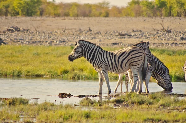 Grup içme Zebras