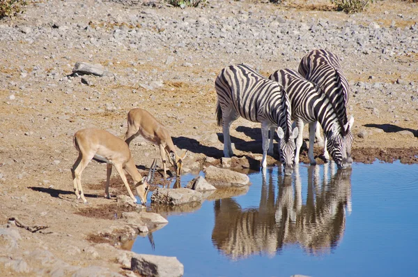 Grup içme Zebras — Stok fotoğraf