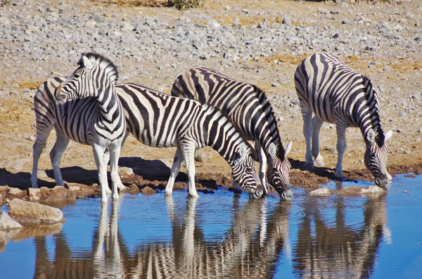 Grup içme Zebras — Stok fotoğraf