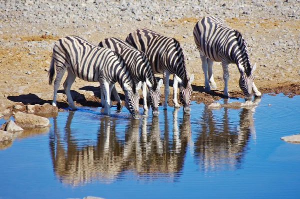 Grup içme Zebras — Stok fotoğraf