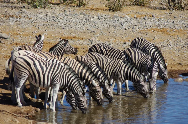 Grup içme Zebras — Stok fotoğraf