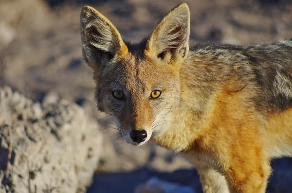 Altın kürk çakal, Namibya