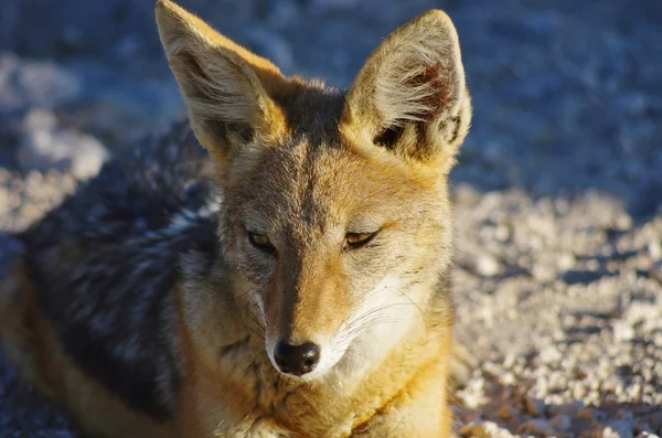 Chacal de piel dorada, Namibia — Foto de Stock