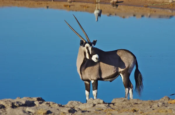 Su birikintisinin yanında Afrika antilobu — Stok fotoğraf