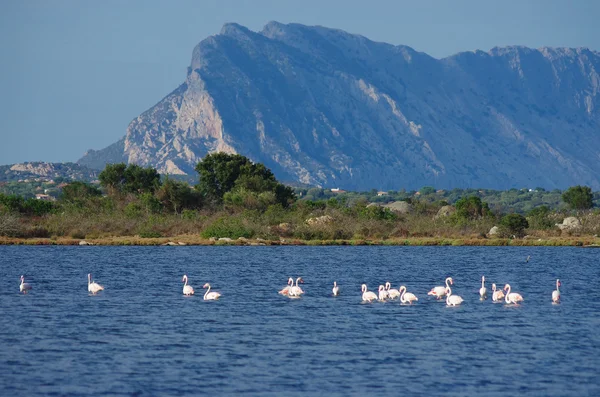 Flamingos in Sardinen unter Tavolara — Stockfoto