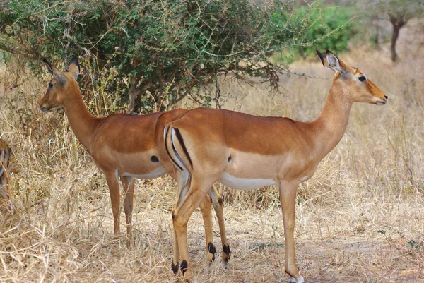 Dos gacelas, mirando en direcciones opuestas —  Fotos de Stock