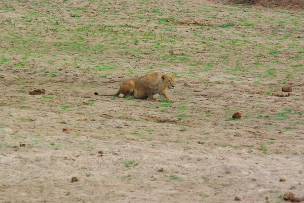 Lion chasse et tue un zèbre — Photo