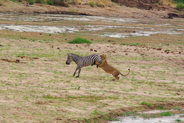 Lion hunts and kills a zebra — Stock Photo, Image