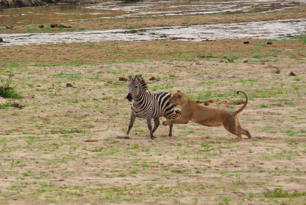 Aslan avlar ve bir zebra öldürür — Stok fotoğraf