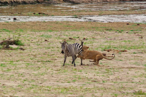 Aslan avlar ve bir zebra öldürür — Stok fotoğraf