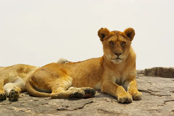 Lion on a rock — Stock Photo, Image