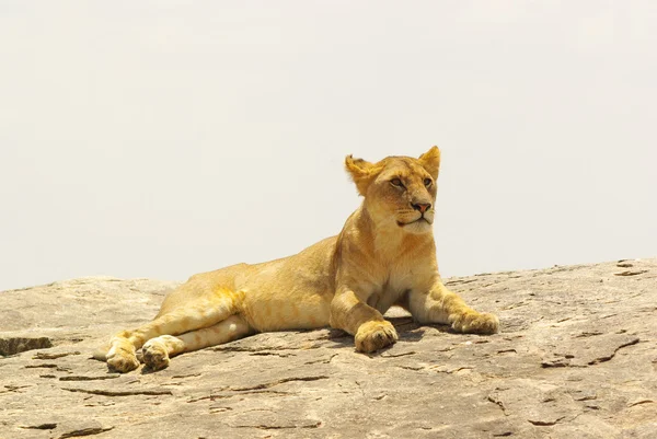 Leone su una roccia — Foto Stock