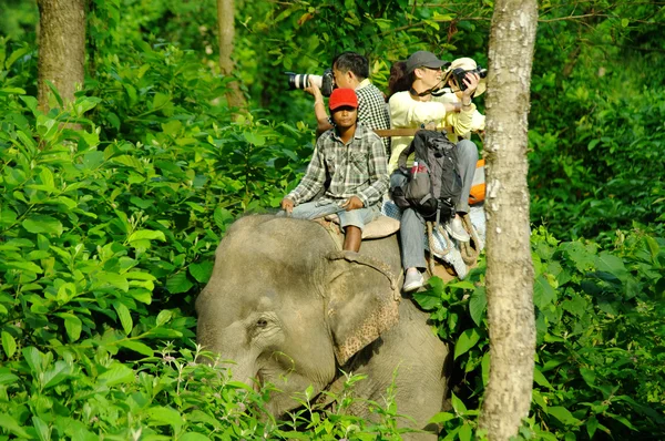 Chitwan, Np-Ağustos 2012 - fil safari yapıyor turist yaklaşık