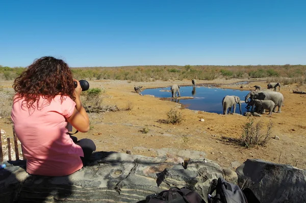 Woman takes pictures of a group of elephants at a waterhole. — Stock Photo, Image